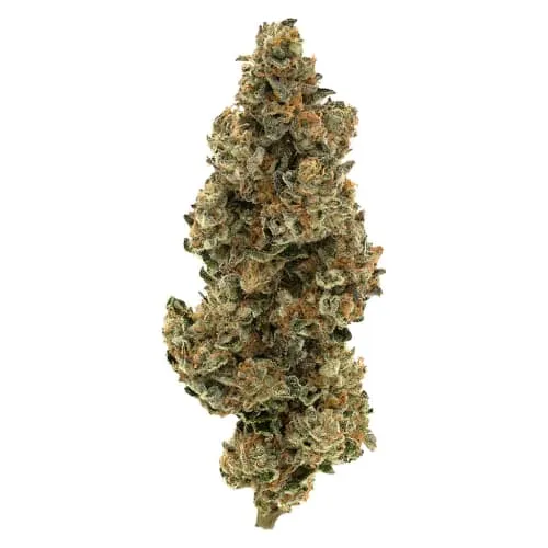 Product image of BC Organic Bridesmaids - Simply Bare - Dried Flower