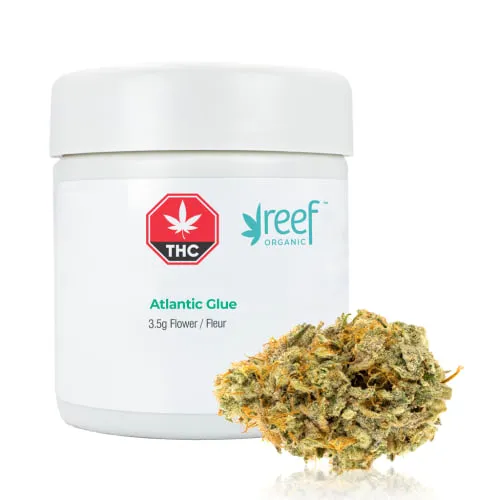 Product image of Atlantic Glue - Reef Organic - Dried Flower