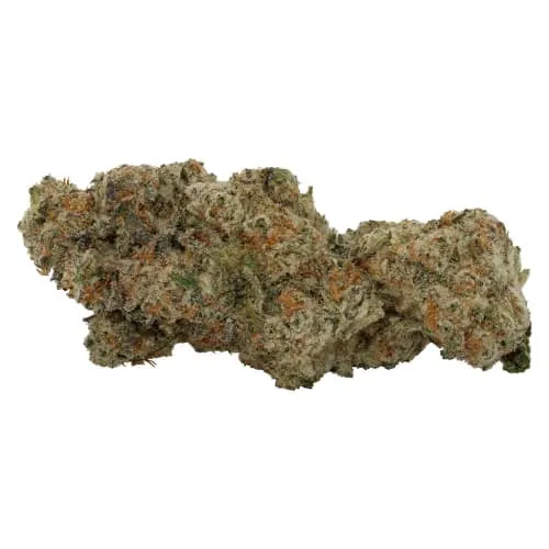 Product image of Homage - Artisan Cola- Dried Flower