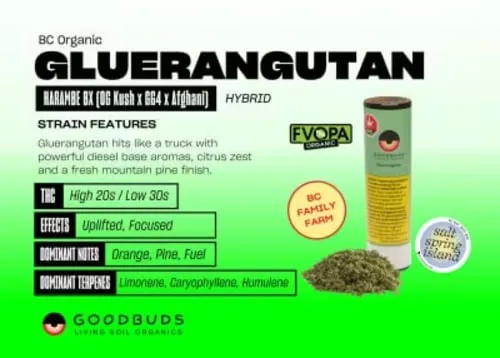 Product image of Good Buds - Gluerangutan