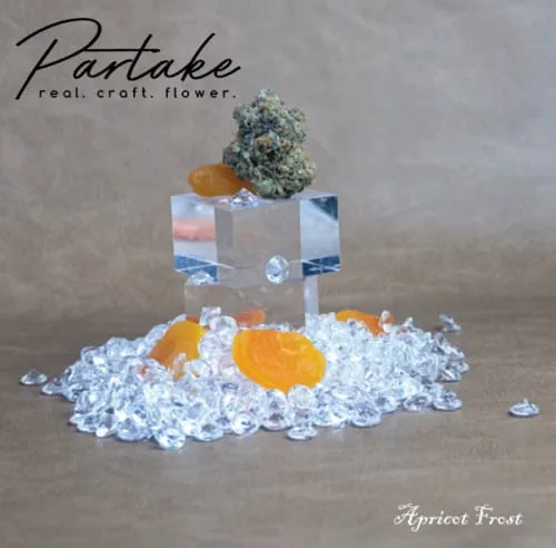 Product image of Apricot Frost - Partake - Dried Flower