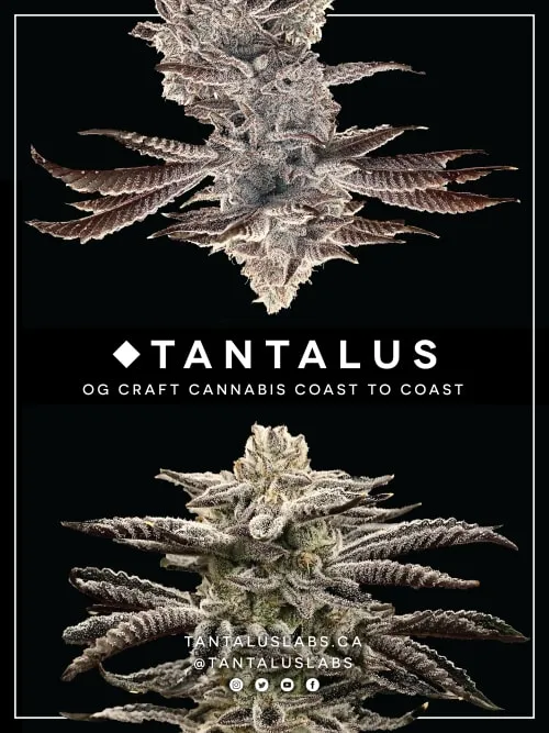 Product image of Tantalus Indica - Tantalus - Dried Flower