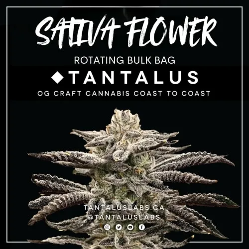 Product image of Tantalus Sativa - Tantalus - Dried Flower