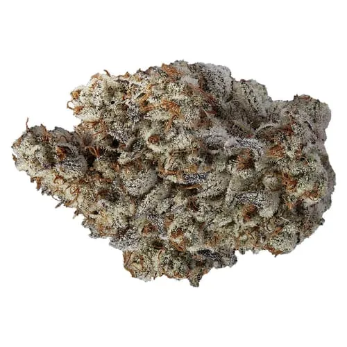 Product image of Beast Jars - VOLO - Dried Flower