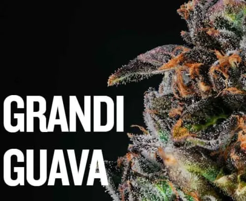 Product image of Grandi Guava - Qwest - Dried Flower