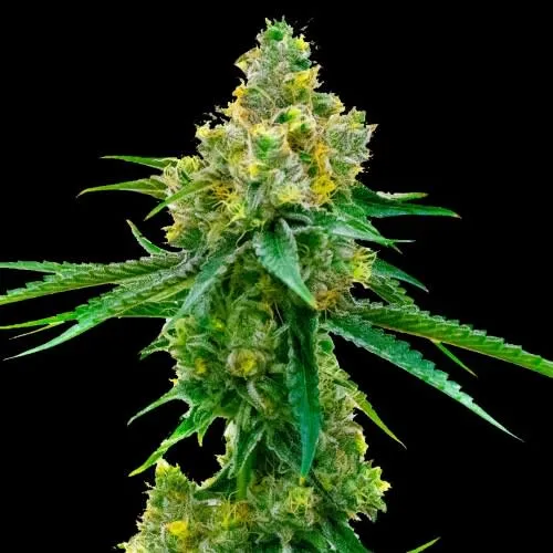 Product image of Harlequin CBD Feminized Seeds- Happy Valley Genetics