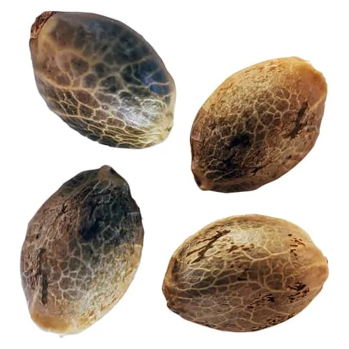 Product image of BC West Coast Feminized Seeds Variety 4 Pack - Weathered Islands