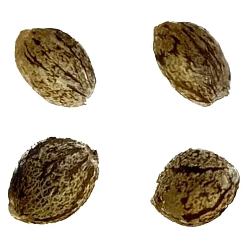 Product image of Auto Breeders's Club | Afghani Caramel Cream 1:1 Auto - Indica - 4 Pack