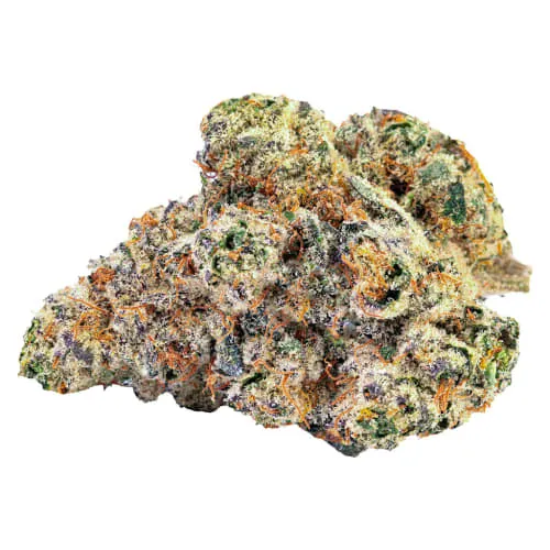 Product image of Blue Pavé - BLKMKT - Dried Flower