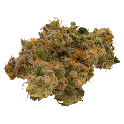 Product image of Jealousy x Apples & Bananas - Truro - Dried Flower