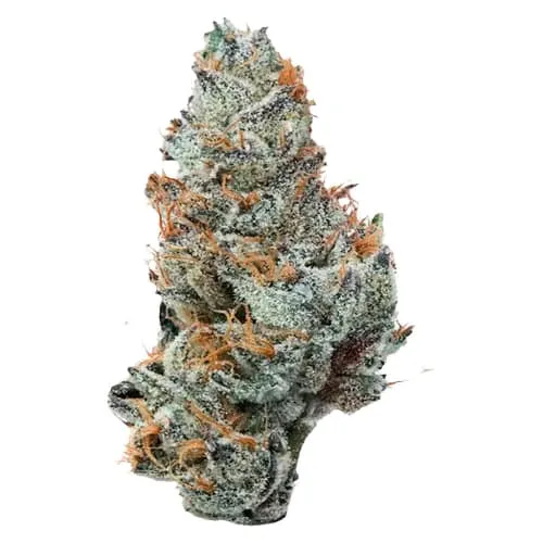 Product image of Grape Ape - Potluck - Dried Flower