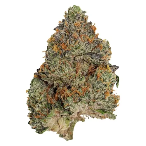 Product image of Blue Zushi - Pistol and Paris - Dried Flower