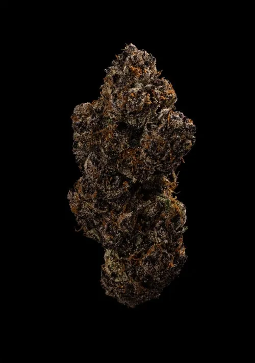 Product image of Bella Luna - Florakraft - Dried Flower