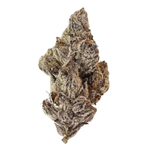 Product image of Draco - Florakraft - Dried Flower