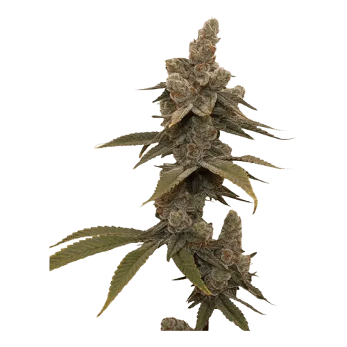 Product image of Frost Factory - Kief Cannabis - Dried Flower